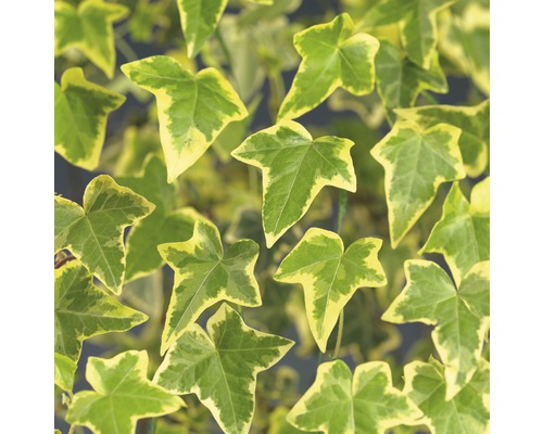 Lierre FloraSelf Hedera helix 'Goldchild' H 53-70 cm Co 2,3 L