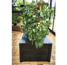 Plant de tomates dans un bac à fleurs noir dans une serre