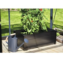 Jardinière surélevée avec plant de tomates et arrosoir dans la serre