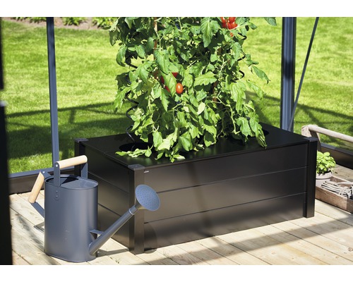 Hochbeet mit Tomatenpflanze und Gießkanne im Gewächshaus