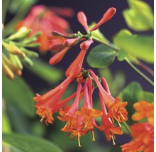 Geißblatt FloraSelf Lonicera brownii 'Dropmore Scarlet' 53-70 cm