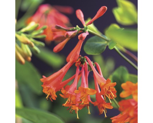 Chèvrefeuille FloraSelf Lonicera brownii 'Dropmore Scarlet' 53-70 cm Gros plan sur des fleurs de chèvrefeuille orange parfumées
