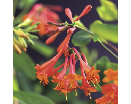 Chèvrefeuille FloraSelf Lonicera brownii 'Dropmore Scarlet' 53-70 cm