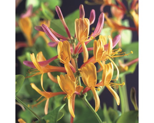 Chèvrefeuille FloraSelf Lonicera heckrottii 'American Beauty' 53-70 cm-0