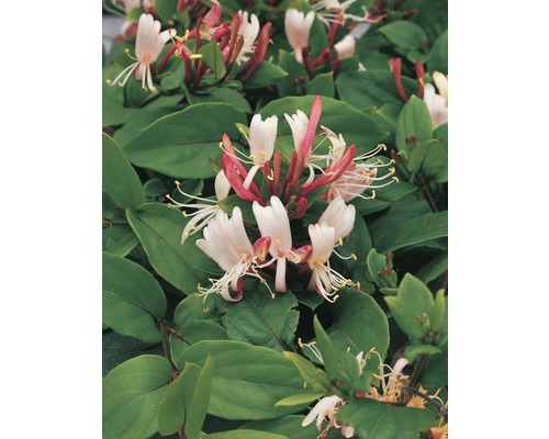 Geißblatt FloraSelf Lonicera japonica 'Red World' 53-70 cm