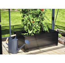 Plant de tomates dans une jardinière surélevée avec un arrosoir à côté