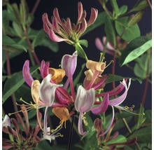Geißblatt FloraSelf Lonicera periclymenum 'Serotina' H 50-70 cm Co 2,3 L-thumb-0