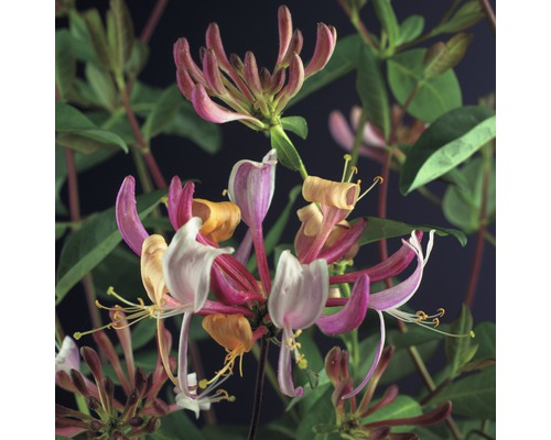 Geißblatt FloraSelf Lonicera periclymenum 'Serotina' H 50-70 cm Co 2,3 L-0