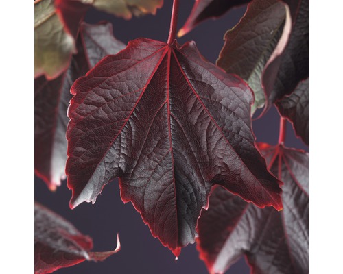 Vigne vierge FloraSelf Parthenocissus tricuspidata 'Veitchii' H 50-70 cm Co 2,3 l Gros plan d''une feuille rouge foncé d''une plante grimpante.