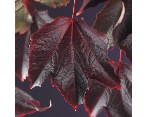 Wilder Wein FloraSelf Parthenocissus tricuspidata 'Veitchii' H 50-70 cm Co 2,3 L