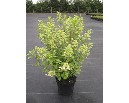 Hortensia paniculé en pot