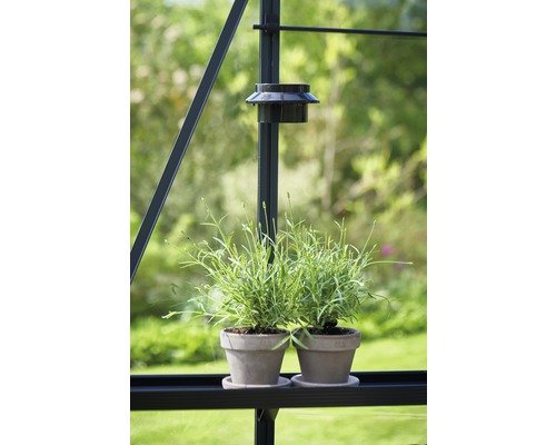 Zwei Töpfe mit Pflanzen im Gewächshaus.