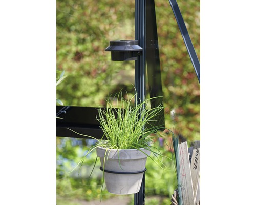 Schnittlauch in einem Topf, befestigt an einem Gewächshaus