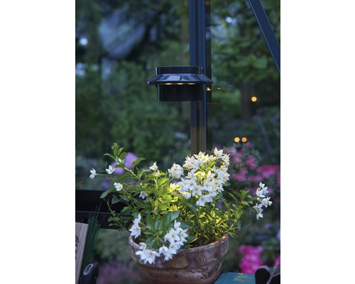 Solarleuchte beleuchtet Pflanze mit weißen Blüten im Topf