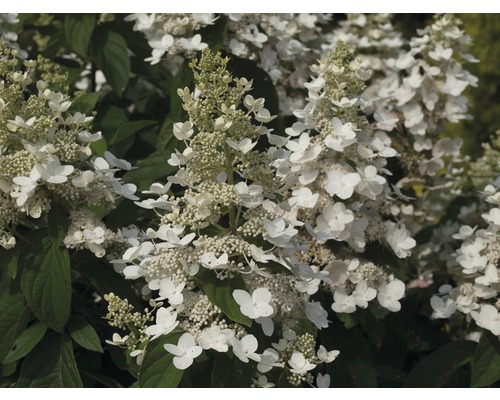 Hortensia paniculé avec fleurs blanches et feuilles vertes