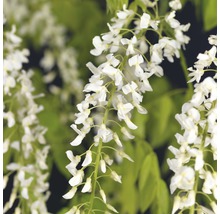 Blauregen FloraSelf Wisteria floribunda 'Alba' 53-70 cm