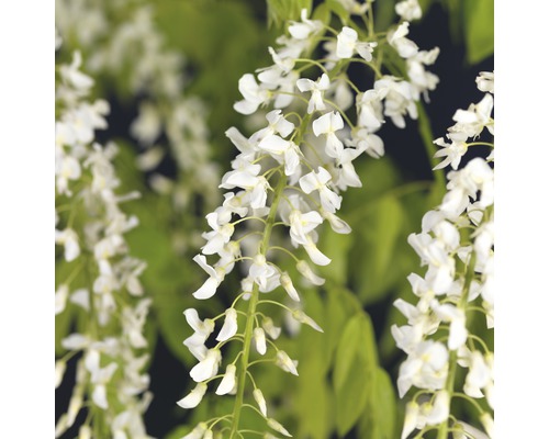 Glycine de Chine FloraSelf Wisteria floribunda 'Alba' 53-70 cm