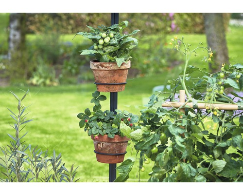 Suspension florale avec fraises et plants de tomates dans des pots en terre cuite pour le jardin