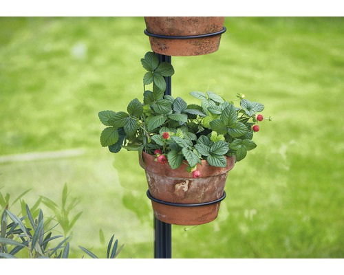Des fraises poussent dans un pot sur une colonne végétale.