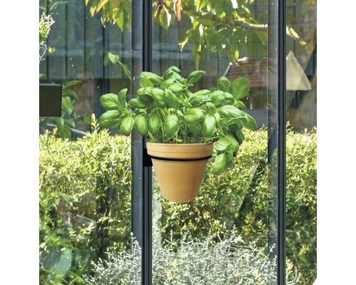Pot de basilic avec ventouse fixé sur une vitre de fenêtre