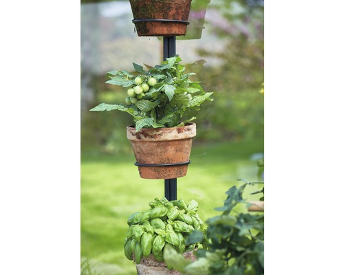 Colonne de plantation avec plants de basilic et de tomates dans des pots en terre cuite