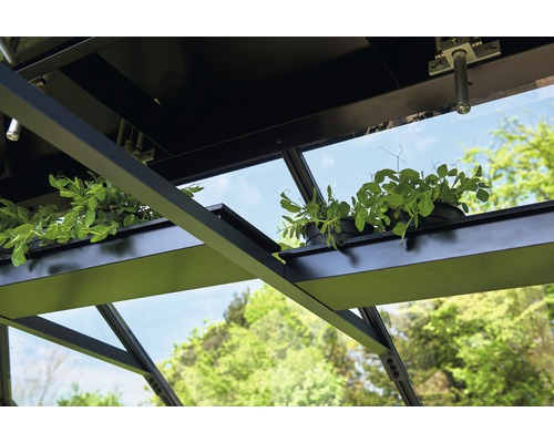 Gewächshaus Innenansicht mit Pflanzen auf Ablageflächen