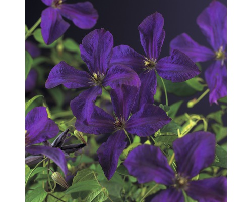 Clématite italienne FloraSelf Clematis viticella 'Polish Spirit' H 50-70 cm Co 2,3 L