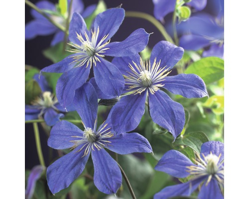 Waldrebe FloraSelf Clematis 'Arabella' 53-70 cm Nahaufnahme von blauen Waldrebenblüten