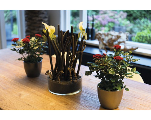 Arrangement de roses rouges et d''une plante aux tiges foncées dans des pots sur une table