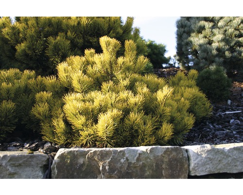 Gelbe Zwergkiefer im Gartenbeet