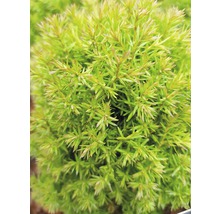 Kuschel-Lebensbaum FloraSelf Thuja occidentalis 'Teddy' H 15-20 cm Co 1,5 L-thumb-3
