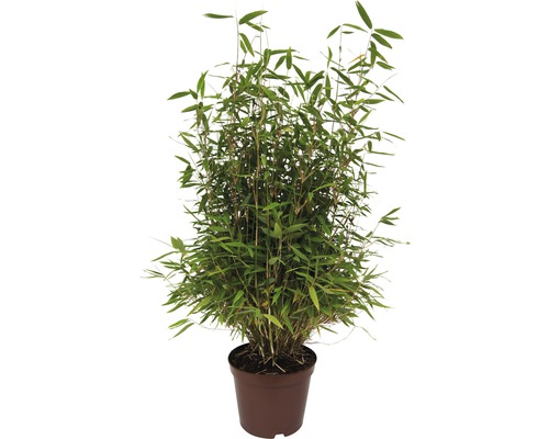 Schirmbambus FloraSelf Fargesia murielae 'Neue Generation' H 60-80 cm Co 7,5 L