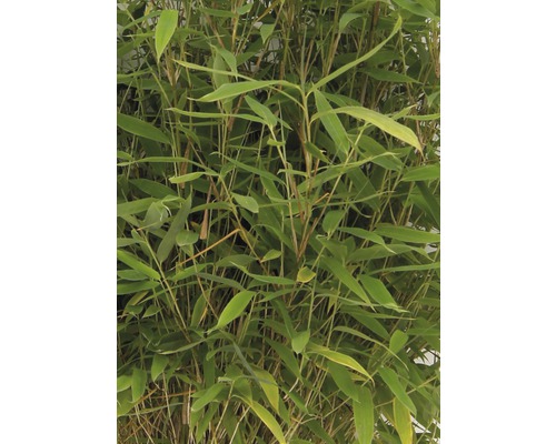 Plante de bambou avec des feuilles vertes
