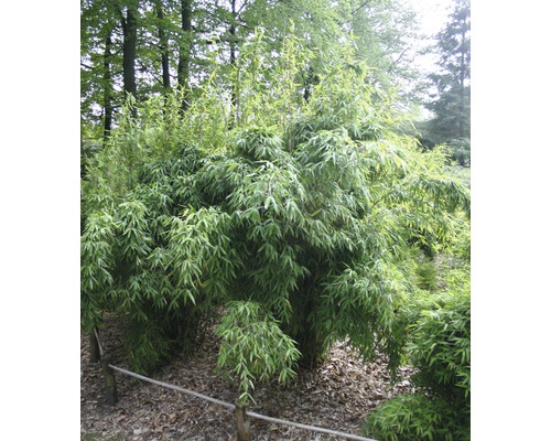 Plante de bambou dans le jardin