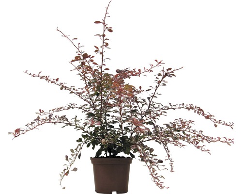 Épine-vinette FloraSelf Berberis thunbergii 'Pink Queen' H 30-40 cm Co 2 L-0