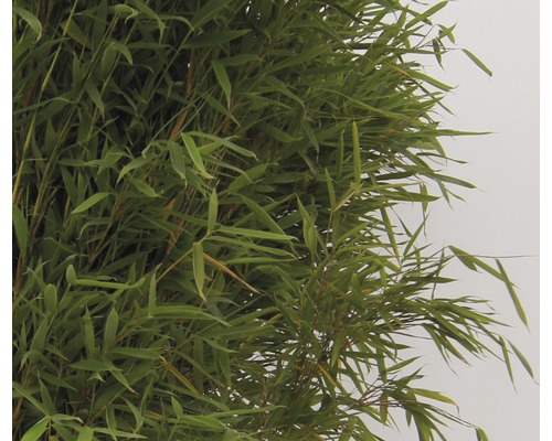 Plante de bambou avec des feuilles vertes