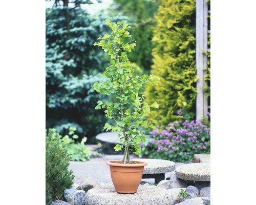 Ginkgo FloraSelf Ginkgo biloba H 60-80 cm Co 4 L