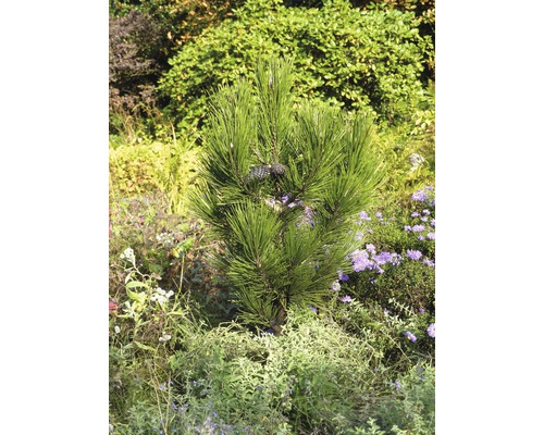 Kompakte Schlangenhaut-Kiefer FloraSelf Pinus leucodermis 'Den Ouden' H 25-30 cm Co 3 L