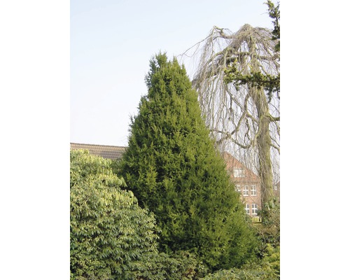 Dans le jardin se trouve un if colonnaire.