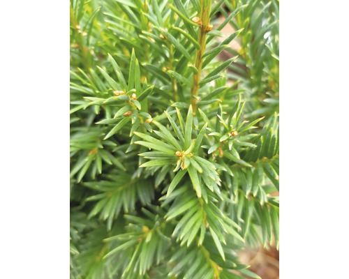 Gros plan d''un if à feuilles persistantes avec des aiguilles