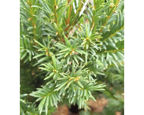 Gros plan d''un if avec des aiguilles