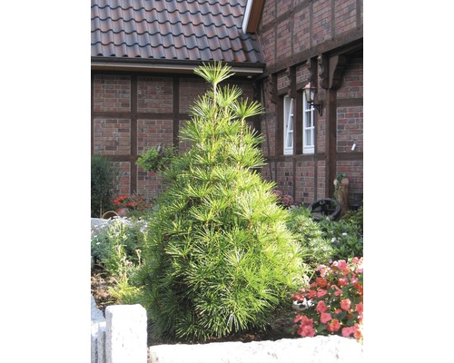 Sapin parasol du Japon dans un parterre devant une maison