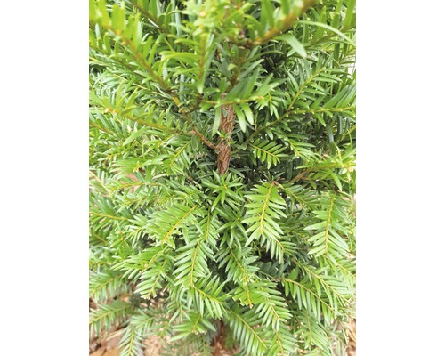 Detailaufnahme einer Eibe mit Nadeln