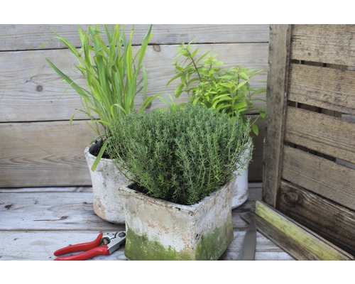 Scène avec du thym en pot, de la ciboulette ornementale et des pousses de haies sur une table en bois avec un sécateur