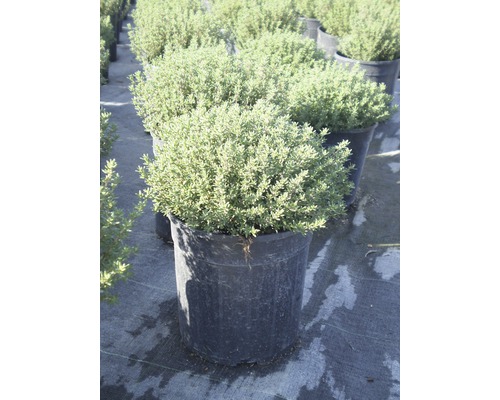 Plant de thym en pot