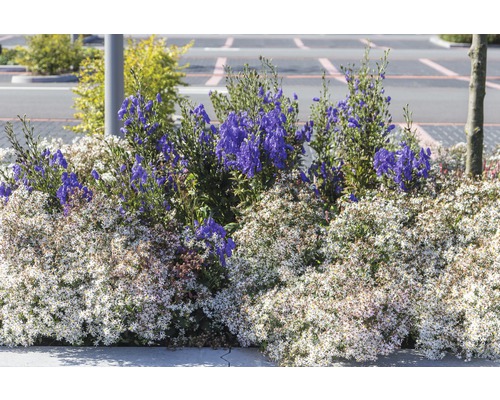 Parterre de fleurs avec des plantations blanches et bleues