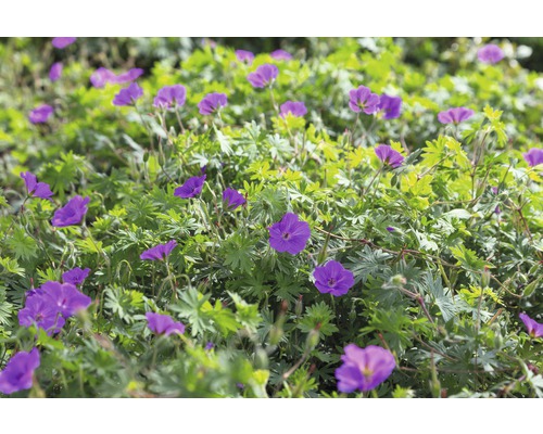 Géranium FloraSelf Geranium 'Tiny Monster' h 5-20 cm Co 0,5 l-0