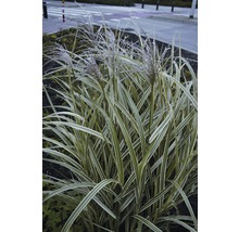 Chinaschilf Gras im Aussenbereich