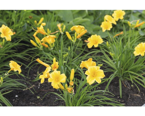 Hémérocalle FloraSelf Hemerocallis 'Stella d' Oro' h 5-20 cm Co 0,5 l, petites fleurs Hémérocalles jaunes dans un parterre de jardin