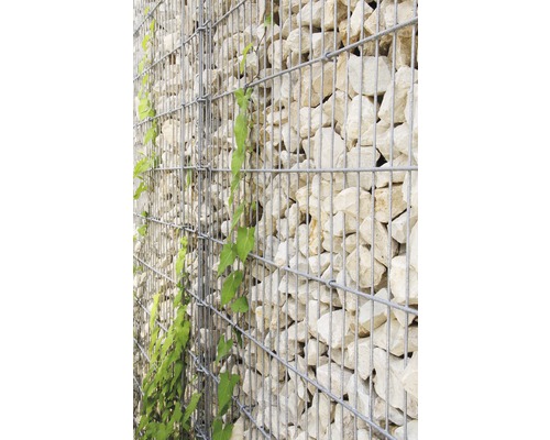 Module complémentaire bellissa système de muret limes 23 112 x 210 cm Mur de gabions avec pierres et plante grimpante
